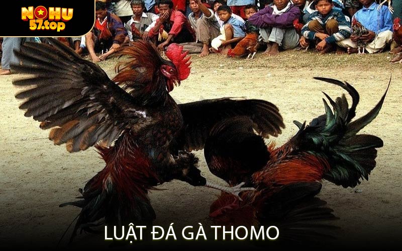 Luật Đá Gà Thomo
