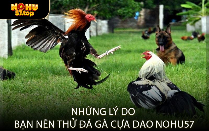 Những Lý Do Bạn Nên Thử Đá Gà Cựa Dao NOHU57