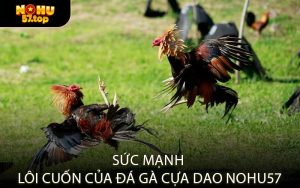 Sức Mạnh Lôi Cuốn Của Đá Gà Cựa Dao NOHU57