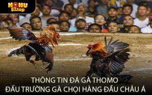 Thông Tin Đá Gà Thomo Đấu Trường Gà Chọi Hàng Đầu Châu Á