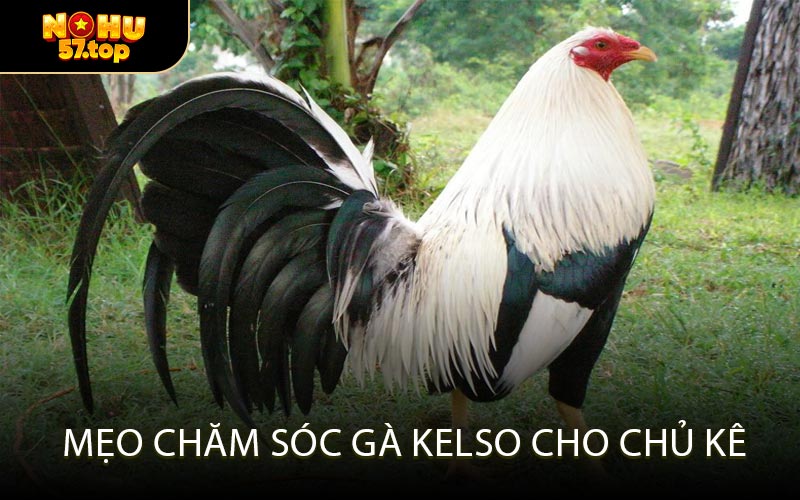 Mẹo chăm sóc gà Kelso cho chủ kê