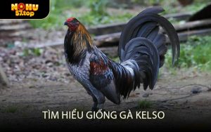 Tìm hiểu giống Gà Kelso
