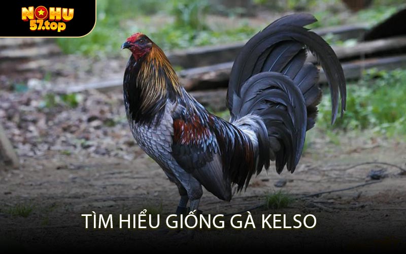 Tìm hiểu giống Gà Kelso